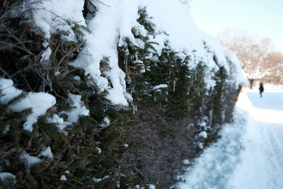 Snow covered land and trees