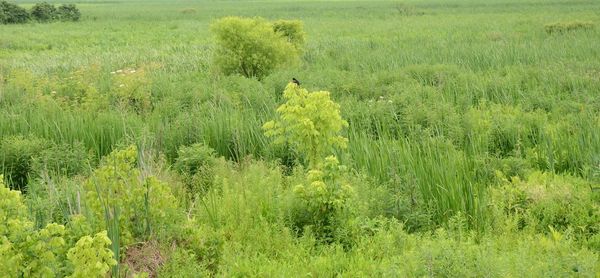 Bird perching on a field