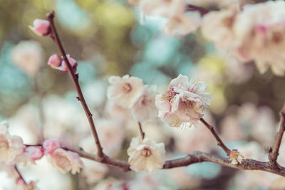 Close-up of pink cherry blossom tree