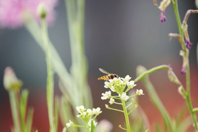 Close-up of bee pollinating flower
