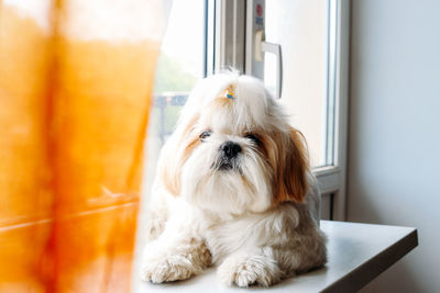 Close-up of dog