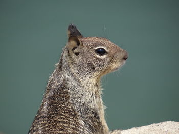 Close-up of lizard