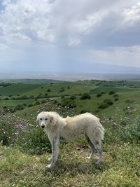 Dog in mountain