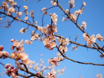 Low angle view of cherry blossoms in spring