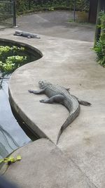 High angle view of crocodile in water