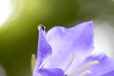 Close-up of honey bee on purple flower