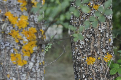 Close-up of lichen on tree trunk in forest