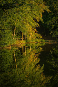 Scenic view of lake in forest