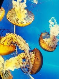 Close-up of jellyfish against blue background