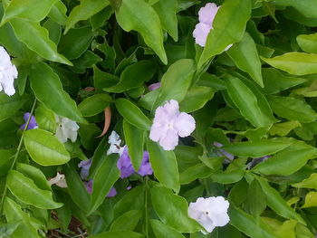 Close-up of purple flowers blooming outdoors