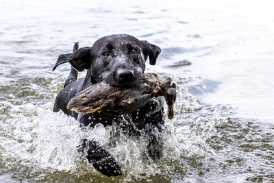 Black lab retrieving a duck from the water