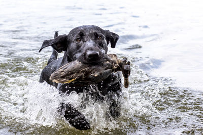 Portrait of dog in water