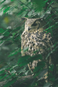 Owl hiding behind the branches