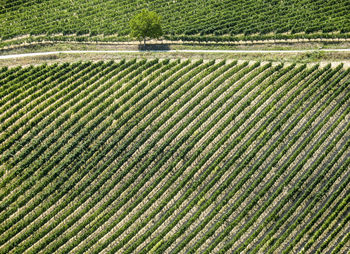 Scenic view of agricultural field