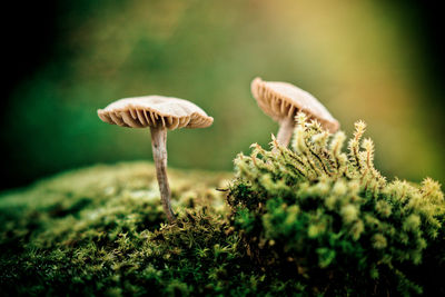 Macro shot of mushrooms on moss