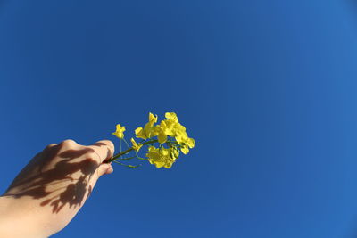 Low angle view of hand holding flowering plant against blue sky