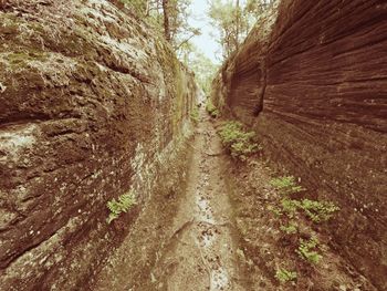 Panoramic shot of trees growing in forest