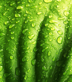 Full frame shot of wet leaf