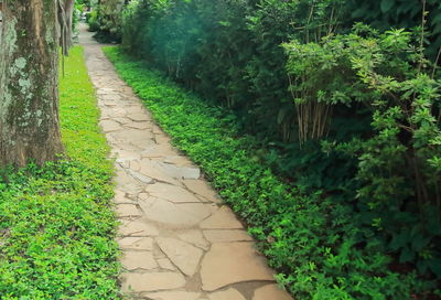 Footpath in park