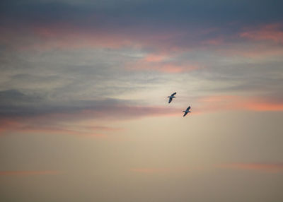 Low angle view of silhouette birds flying against sky during sunset