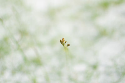 Close-up of insect on flower