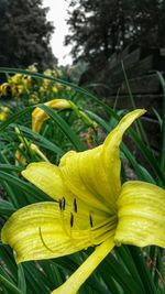 Close-up of yellow flower