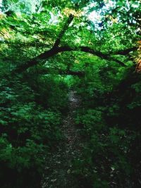 Trees in forest