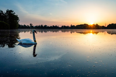 Swan in lake against sky during sunset