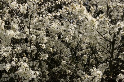 Full frame shot of cherry blossom