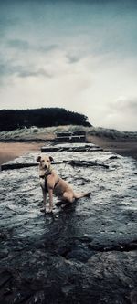 Dog on the beach