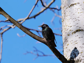 Bird perching on a tree
