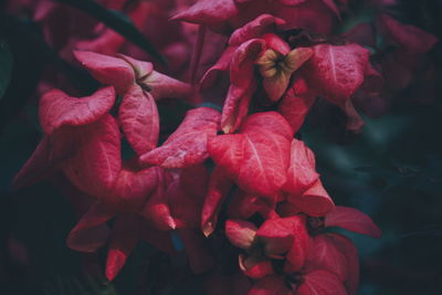 Close-up of red flowers blooming outdoors