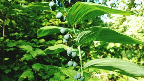 Close-up of plants