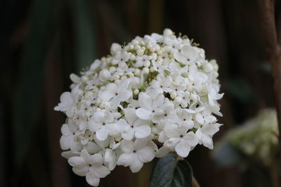 Close-up of white flowers blooming outdoors