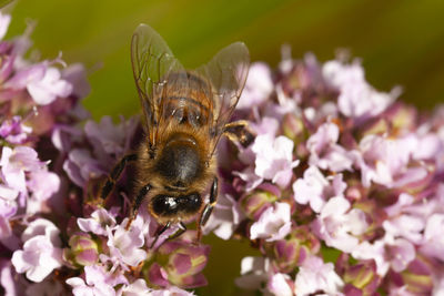 Close-up of bee pollinating on pink flower