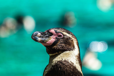 Close-up of penguin