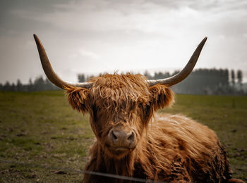 Portrait of a horse on field