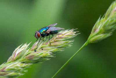 Close-up of insect on plant