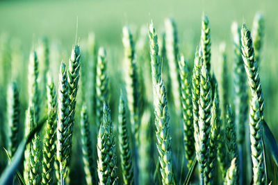 Close-up of stalks in field