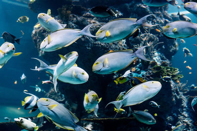 Fish swimming in sea