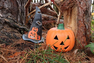 Close-up of pumpkin on tree trunk