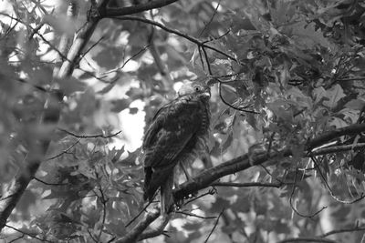 Low angle view of eagle perching on tree against sky