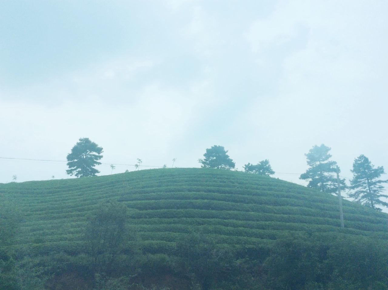 sky, tree, tranquility, growth, tranquil scene, field, landscape, nature, beauty in nature, scenics, cloud - sky, agriculture, rural scene, grass, green color, low angle view, day, cloud, plant, outdoors