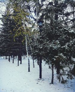 Trees on snow covered landscape against sky