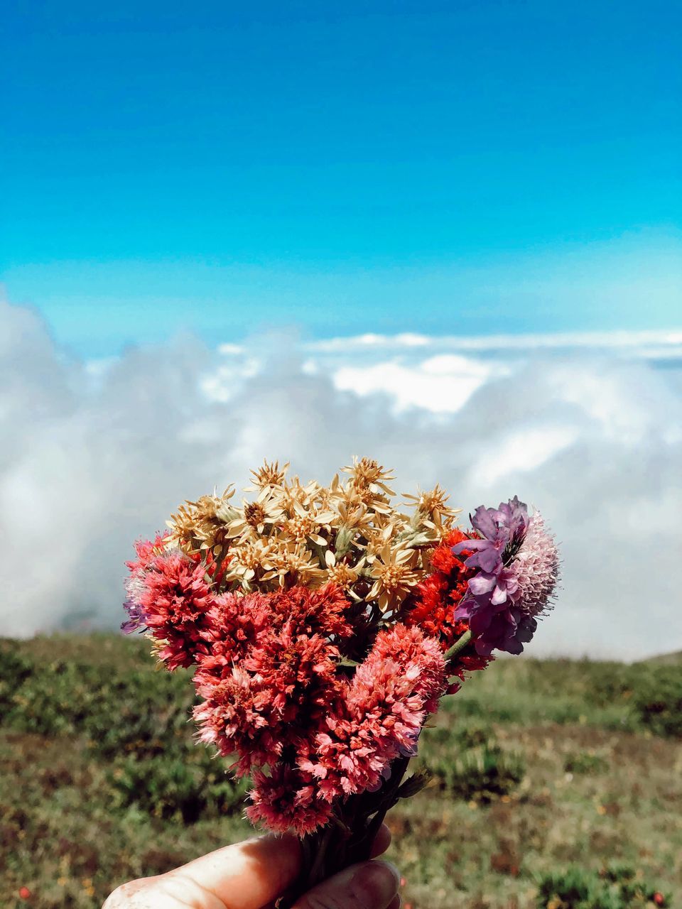 hand, one person, nature, plant, holding, sky, flower, personal perspective, beauty in nature, flowering plant, day, cloud, finger, outdoors, land, tree, environment, freshness, landscape, leaf, focus on foreground, leisure activity, close-up, adult, lifestyles, blue, growth