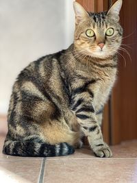Cat looking away while sitting on floor at home