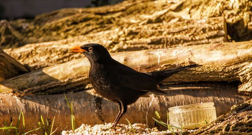 Bird perching on rock