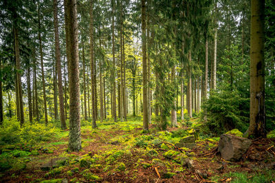 Pine trees in forest