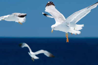 Seagulls flying over sea