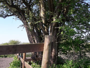 Trees growing on field in forest